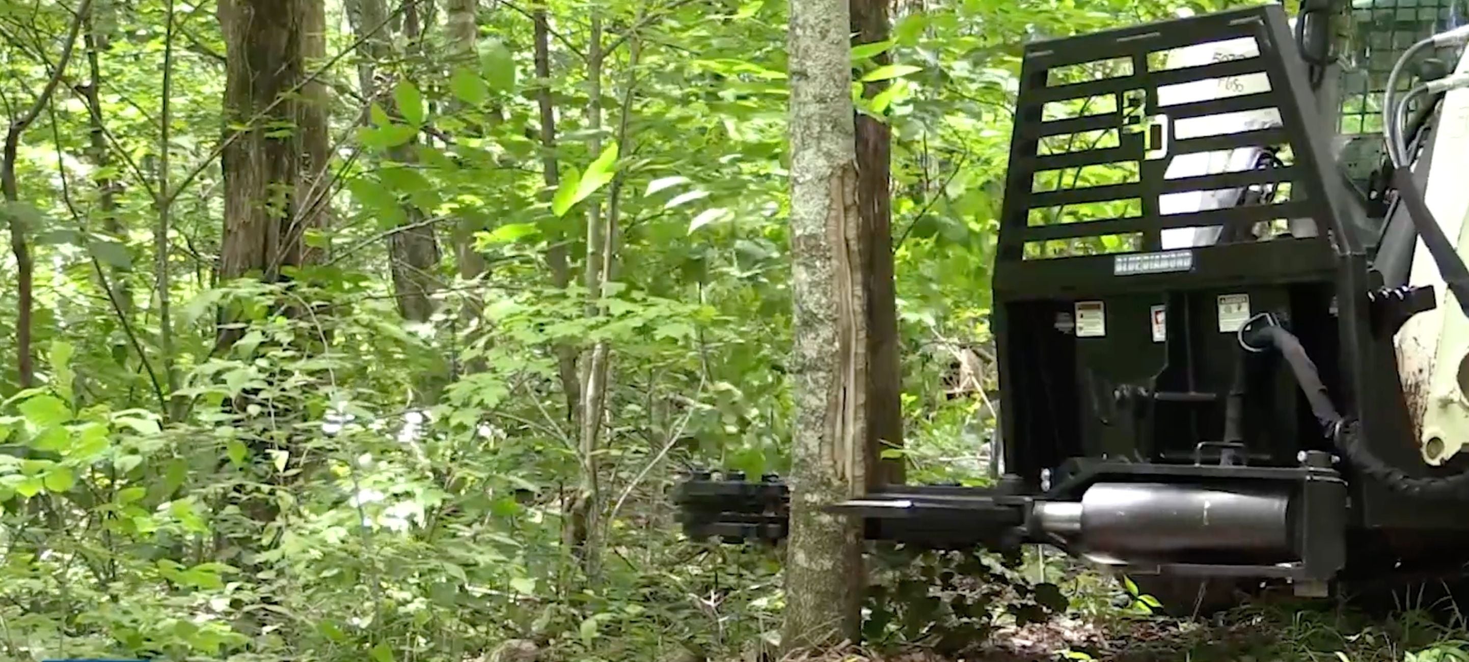 Skid steer with the Blue Diamond tree shear attachment in the forest