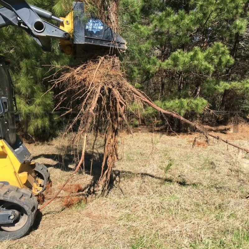 tree roots removed by the blue diamond true puller attachment in the forest