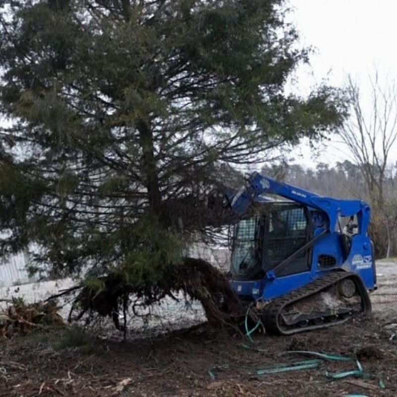 skid steer pulling tree with the blue diamond tree puller attachment